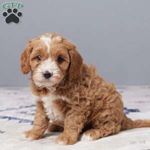Bentley, Cavapoo Puppy